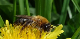 Biology: Pollinator monitoring more than pays for itself