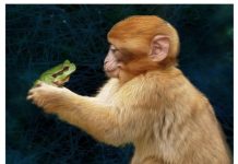 Biology: Primates aren’t quite frogs | Science News