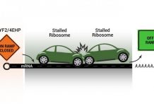 Biology: Quality control mechanism closes the protein production ‘on-ramps’