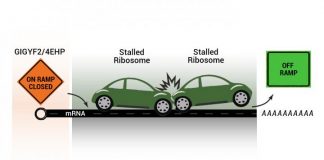 Biology: Quality control mechanism closes the protein production ‘on-ramps’