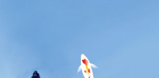 Biology: Robots help to answer age-old question of why fish school