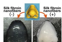 Biology: Silk fibers improve bioink for 3D-printed artificial tissues and organs