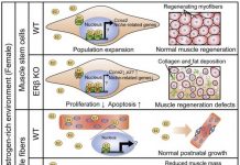 Biology: Skeletal muscle development and regeneration mechanisms vary by gender