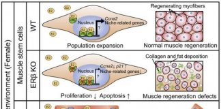 Biology: Skeletal muscle development and regeneration mechanisms vary by gender