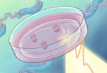 Biology: Terahertz zaps alter gene activity in stem cells