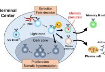 Biology: The making of memory B cells and long-term immune responses