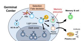 Biology: The making of memory B cells and long-term immune responses