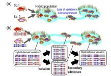 Biology: The propagation of admixture-derived evolutionary potential