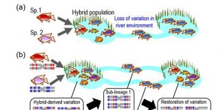 Biology: The propagation of admixture-derived evolutionary potential