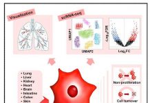 Biology: The world’s first successful identification and characterization of in vivo senescent cells