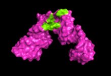 Biology: UMD researchers develop tools to sharpen 3D view of large RNA molecules