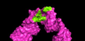 Biology: UMD researchers develop tools to sharpen 3D view of large RNA molecules