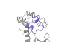 Biology: UMD scientists use artificial intelligence language tools to decode molecular movements