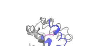 Biology: UMD scientists use artificial intelligence language tools to decode molecular movements
