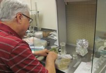 Biology: UOG monitors Guam for two of USDA’s Priority Pests of 2021