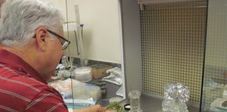 Biology: UOG monitors Guam for two of USDA’s Priority Pests of 2021