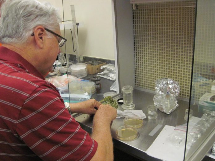 Biology UOG monitors Guam for two of USDA’s Priority Pests of 2021