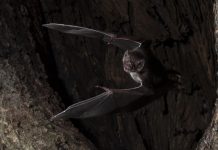 Biology: Vampire bats social distance when they get sick