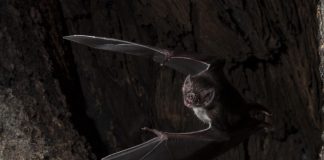 Biology: Vampire bats social distance when they get sick