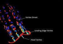 Biology: Virginia Tech scientists still have much to learn from flying snakes