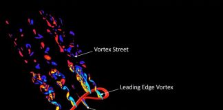 Biology: Virginia Tech scientists still have much to learn from flying snakes