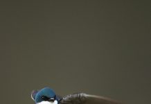 Birds risk starvation trying to “keep pace” with climate change (TDnews)