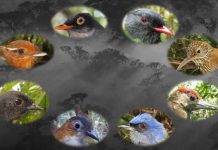 Bright light bars big-eyed birds from human-altered landscapes