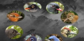 Bright light bars big-eyed birds from human-altered landscapes