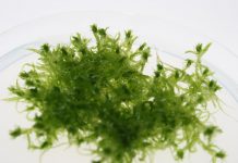 Carbon storage from the lab (TDnews)