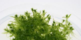 Carbon storage from the lab (TDnews)