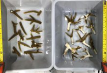 Climate Change: Coral scientists find link between bacterial genus and disease susceptibility