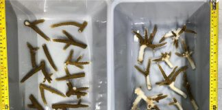 Climate Change: Coral scientists find link between bacterial genus and disease susceptibility