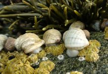 Climate Change: Declines in shellfish species on rocky seashores match climate-driven changes
