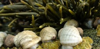 Climate Change: Declines in shellfish species on rocky seashores match climate-driven changes