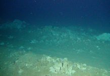 Climate Change: Deep-seabed mining lastingly disrupts the seafloor food web