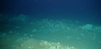 Climate Change: Deep-seabed mining lastingly disrupts the seafloor food web