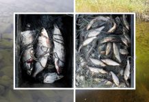 Climate Change: Future lake food webs in subarctic have more biomass and contain more omega-3 fatty acids