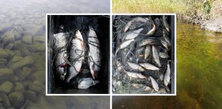 Climate Change: Future lake food webs in subarctic have more biomass and contain more omega-3 fatty acids