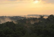 Climate Change: Hidden losses deep in the Amazon rainforest