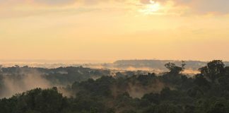 Climate Change: Hidden losses deep in the Amazon rainforest