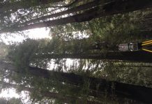 Climate Change: Laser technology measures biomass in world’s largest trees