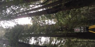 Climate Change: Laser technology measures biomass in world’s largest trees
