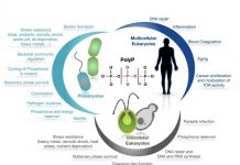 Climate Change: Phosphate polymer forms a cornerstone of metabolic control