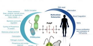 Climate Change: Phosphate polymer forms a cornerstone of metabolic control