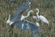 Climate Change: Protected areas help waterbirds adapt to climate change