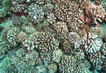 Climate Change: Researchers shed new light on viruses’ role in coral bleaching