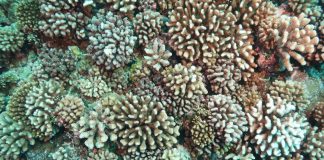 Climate Change: Researchers shed new light on viruses’ role in coral bleaching