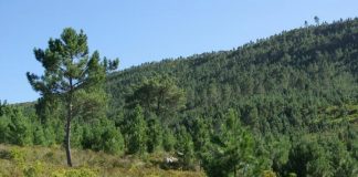 Climate Change: Researchers suggest global guidelines for sustainable use of non-native trees