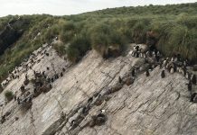 Climate Change: Seabird response to abrupt climate change 5,000 years ago transformed Falklands ecosystems