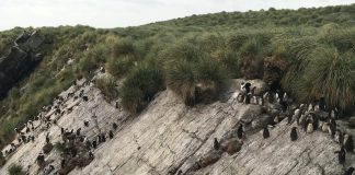 Climate Change: Seabird response to abrupt climate change 5,000 years ago transformed Falklands ecosystems